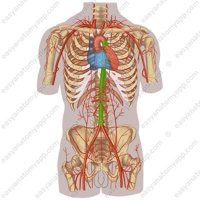 Нисходящая аорта (pars descendens aortae) – вид спереди
